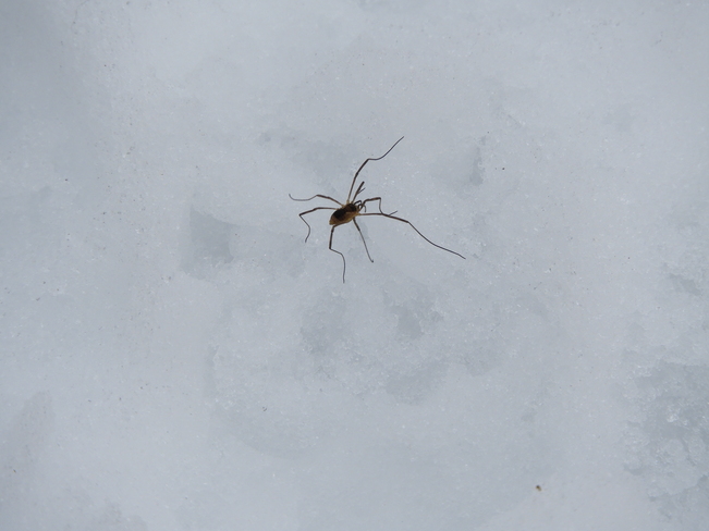 Araignée sur la neige Matane, QC