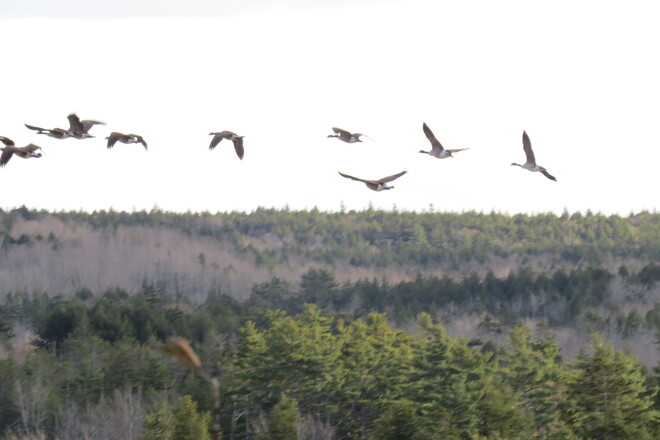 Geese. Hebbville, Nova Scotia