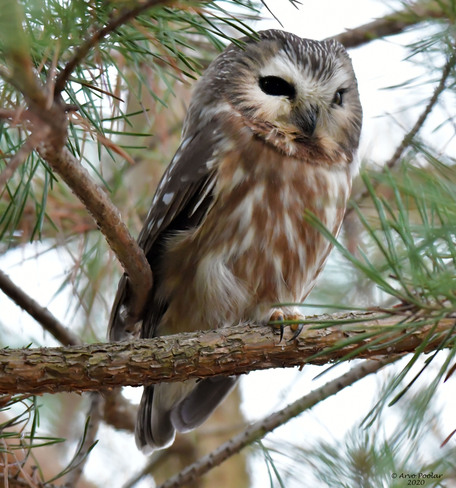 Northern Saw Whet Owl Scarborough, Toronto, ON
