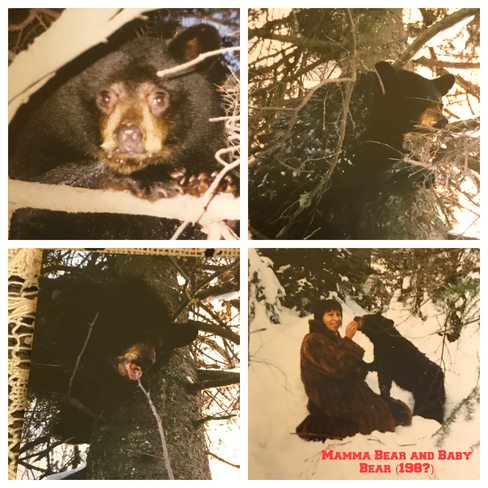 Orphaned Black Bear Cub Sault Ste. Marie, Ontario, CA