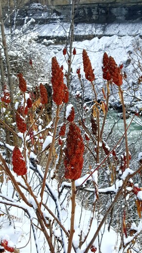 Sumac tops in snow atop the Canadian side of the Niagara Gorge