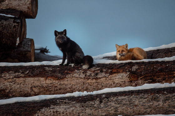 2 foxes on the Logs