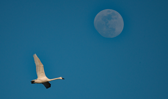 Tundra Swan Flight With Moon 1