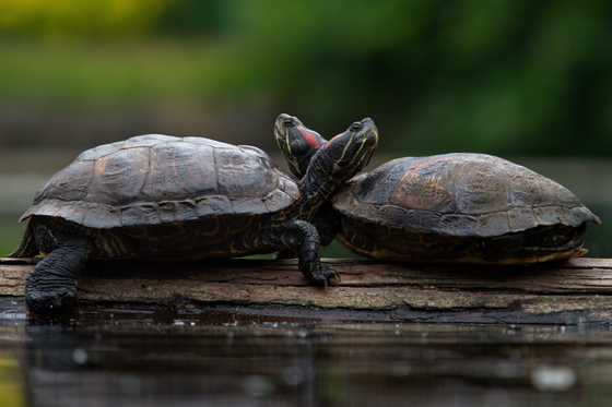 Turtles Together