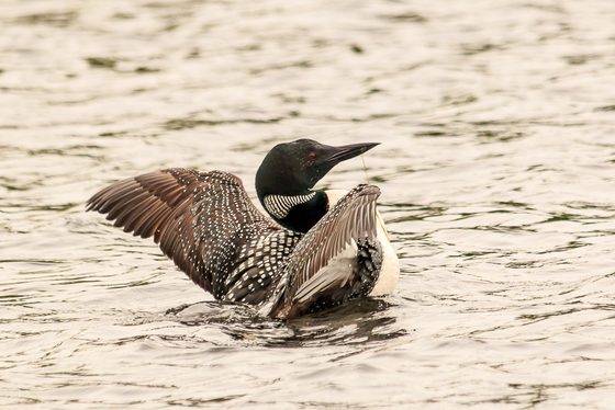 Stretching Loon