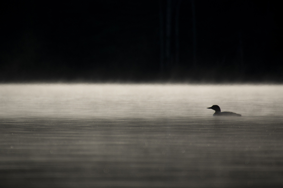 Common Loon in the early morning mist