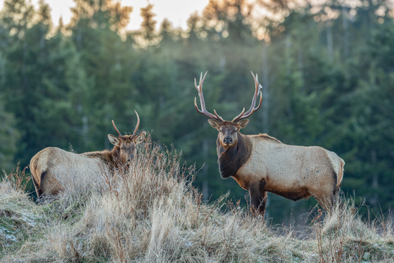 Old and young Roosevelt Bull Elk 