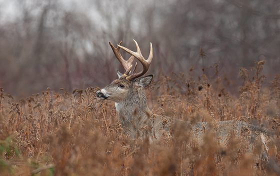A buck in the wood