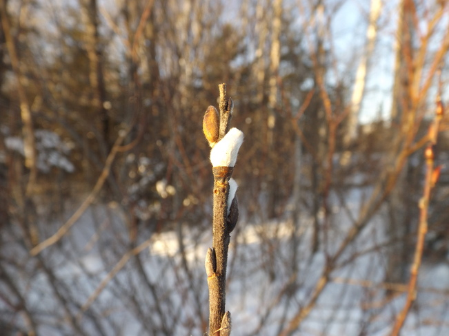 PUSSY WILLOW PLANTS are BUDDING Fishermans Rd, Thunder Bay, ON P7A, Canada