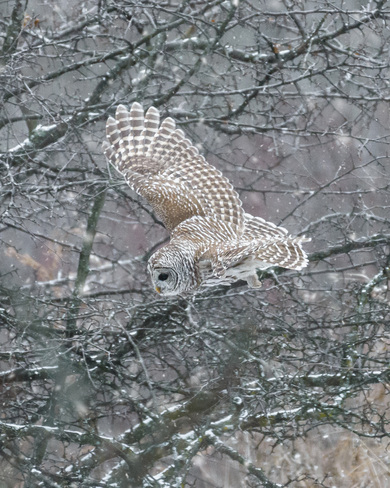 Barred Owl Ottawa, ON