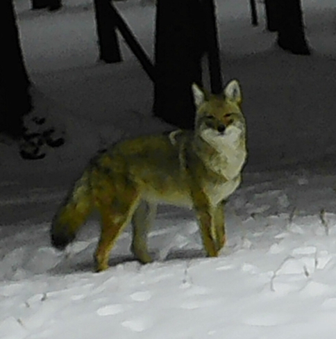 Coyote poses for our camera Thunder Bay, Ontario | P7K 1G6