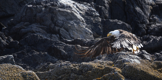 West Coast Bald Eagle