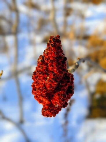 Rhus typhina fruit in the winter Thornhill, ON