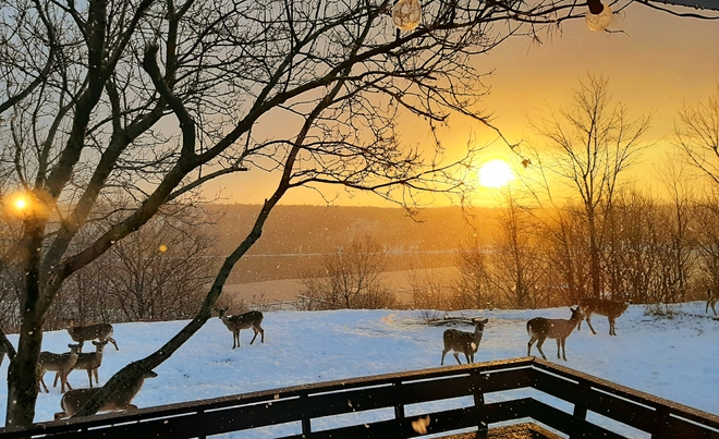 Sunrises with the deer. Gore Bay, ON