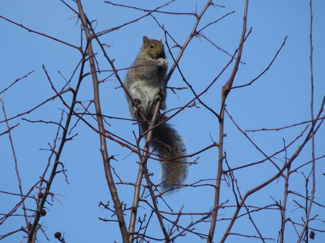 Busy squirrel Pointe-Saint-Charles, Southwest, Montreal, QC