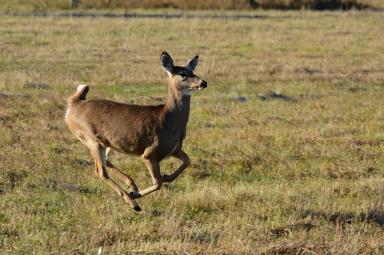 White Tail Deer running
