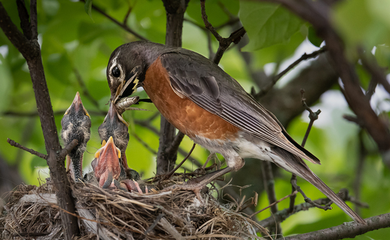 American Robin feeding its kid