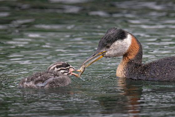 Red-necked grebe feeding its young kid