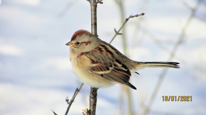 A Sparrow at Shirleys Bay Ottawa, ON
