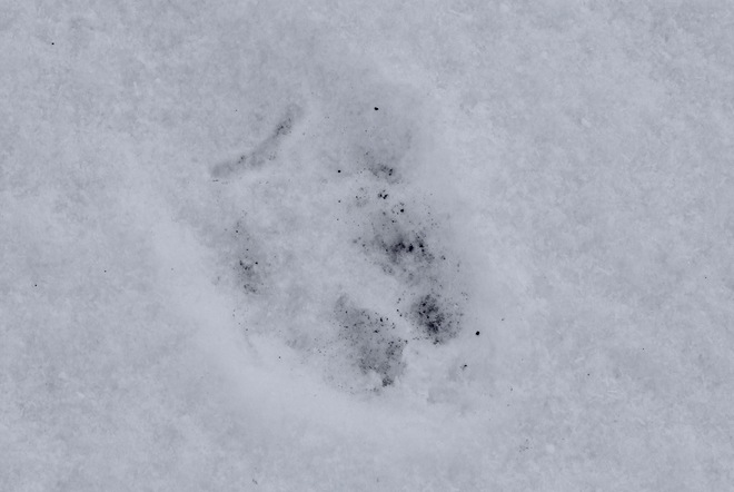 Red Fox footprint? Leduc, AB