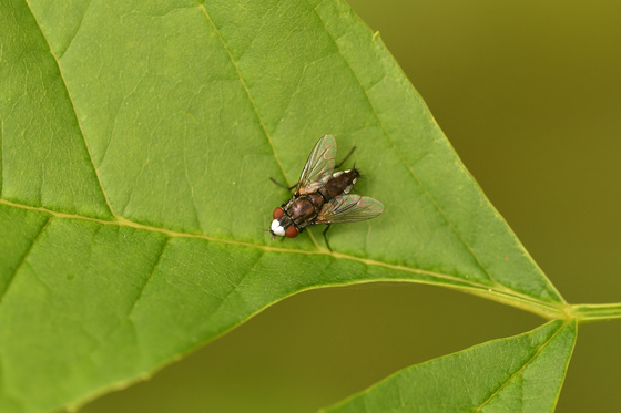 White-Faced Fly (Metopia argyrocephala)