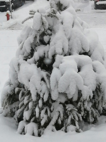 Sapin et son habit de neige Saint-Nicéphore, QC