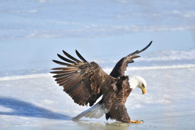 Bald eagle was active thi afternoon. Baie de Bouctouche, New Brunswick, CA