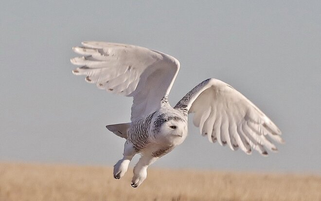 Snowy owl and snow bunting Brooks, AB