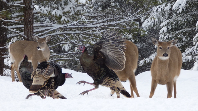 Wild turkeys Grand Forks, BC