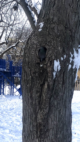 Pigeon nichant dans tronc d’arbre Montréal, Québec, CA