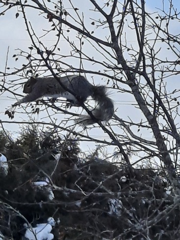 squirrel ... reaching .. Chambly, QC
