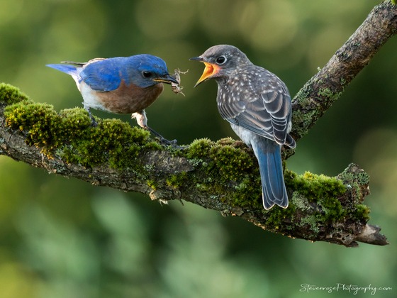 Eastern blue bird feeding a young one
