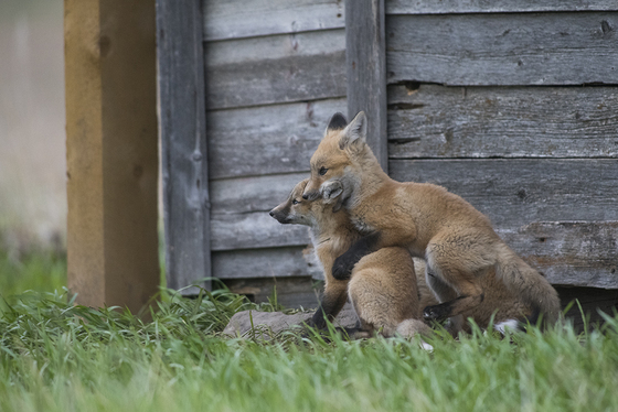 Fox family ear chew