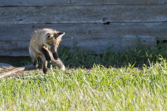 Fox cub trying to catch bees
