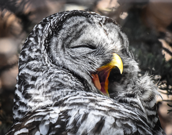 Yawning Barred Owl