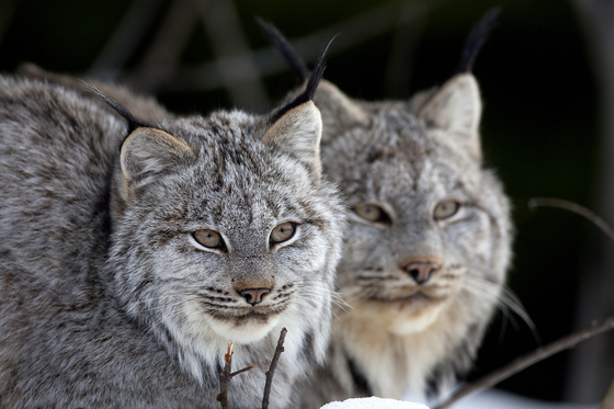 Canada Lynx Kitten and Mother