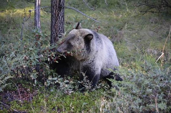 Bears in nature at Johnston Canyon, Banff National Park