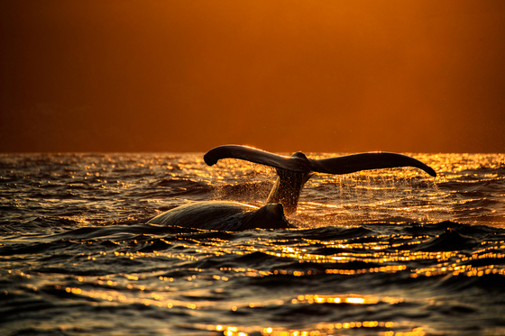 Humpback Whale In Magical Light