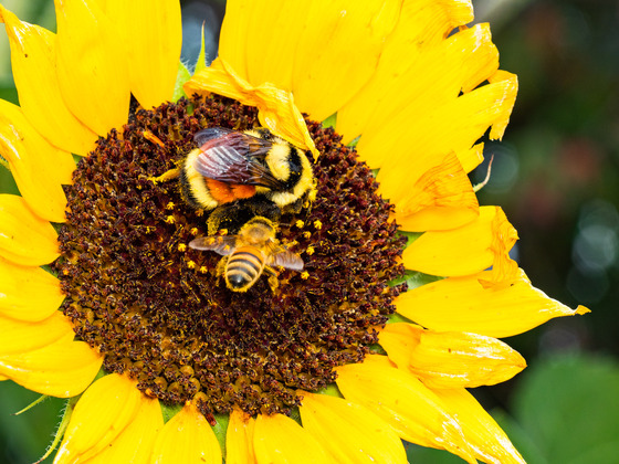 Sunflower Pollinators