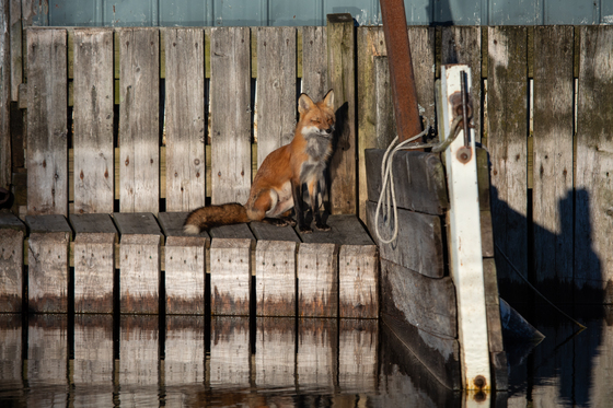 Urban Fox on the docks