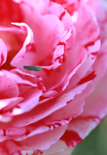 Bug on Rose