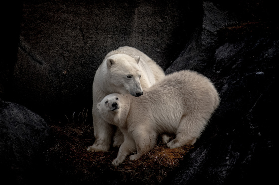 Mom and cub nursing
