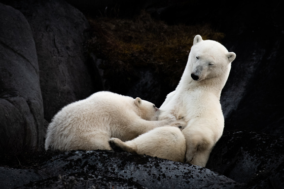Mom and cub nursing