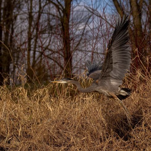 Great Blue Heron Chilliwack bc