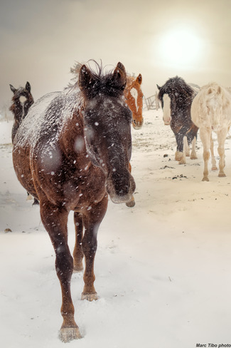 chevaux sous la neige Grande-Rivière, QC