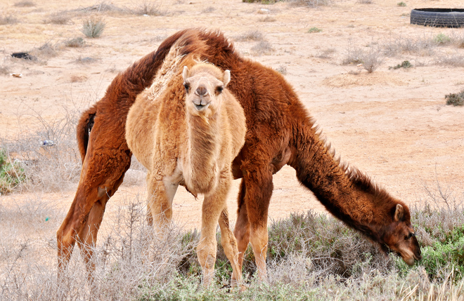 Camel mirage Sfax, Tunisia