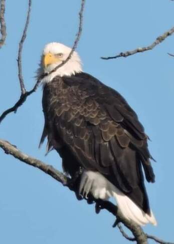 eagle Quesnel, BC