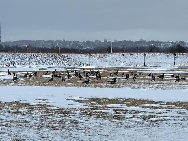 Canada Geese during Cold Weather 190 Ferry St, Sydney, NS B1P 0B9, Canada