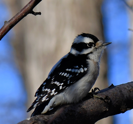Female Downy Woodpecker Edmonton, AB