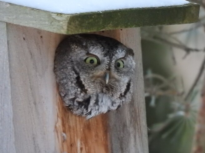 Owlie, the Screech Owl, Chapter 2 NEW DUNDEE
